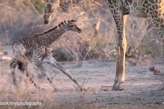 Plodná expedícia: Podarilo sa mu natočiť prvé kroky žirafieho mláďaťa