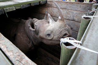 Zvyšné nosorožce, ktoré prežili, teraz monitorujú.