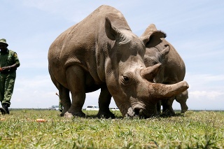 Vedci významne pokročili v záchrane nosorožcov. 