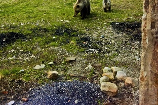 V okolí Štrbského plesa sa pohybuje medvedica s dvomi dvojročnými mláďatami.