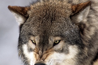 Vlk je najväčšia chránená psovitá šelma na Slovensku. 