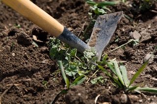 A close up of a garden tool in the process of digging weeds from top soil.  The handle and the head is visible.  Focus is on the head with a shallow depth of field.  Remnants of grass and weeds surrounds the tool.