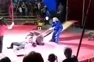 Hrôzostrašné zábery z cirkusu: Medveď zaútočil na svojho krotiteľa!