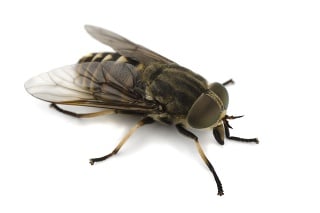 Horsefly isolated on a white background