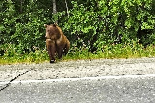 Medvede sú na Liptove odvážne a na cestu sa neboja vyjsť.