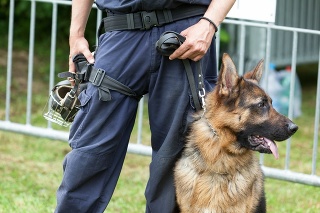 Police officer with a German shepherd police dog