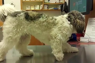 Je toto možné?! Majiteľ zobral psa k veterinárovi, ten zamrzol od strachu... doslova!
