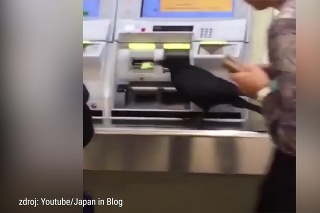 Bizarné video: Videli ste už vranu, ako si kupuje lístok na vlak?