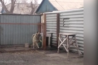Pes, tanečník: Pozrite si video psa, ktorý sa naučil tancovať!