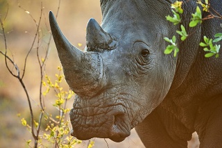 Shot of a rhinoceros in its natural habitathttp://195.154.178.81/DATA/i_collage/pi/shoots/806412.jpg