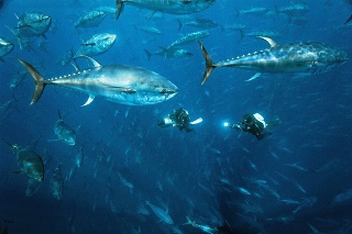 Tuniak modroplutvý.