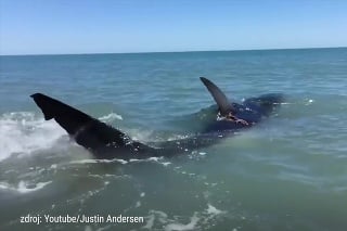 Útok čeľustí: 4 a pol metrový žralok biely zaútočil na rybársku loď!