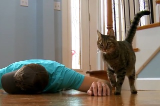 Majiteľ predstieral pred mačkou, že je mŕtvy: Jej reakcia ho dostala!