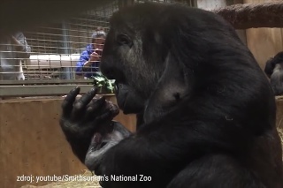 Nádherný moment gorilej matky a jej mláďatka: Vítala ho na svete nežnými objatiami a bozkami!