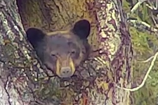 Vstávanie býva ťažké: Medvedík v Kanade sa odmieta prebrať zo zimného spánku!