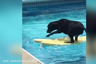 Je toto najšikovnejší pes na svete? Chlpáč nosí loptičku z bazéna geniálnym spôsobom!