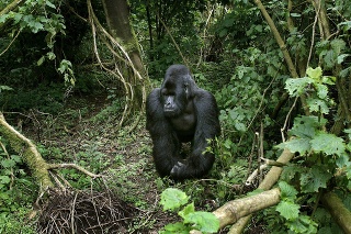 Gorila horská na území národného parku Virunga.