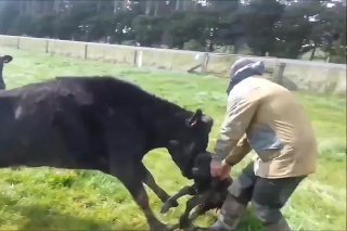 Toto nemôže pozerať hocikto: Brutálny útok kravy na človeka!