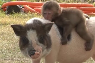 Prasiatko a malá opička sa stali najlepšími kamarátmi: Dôvod vás dojme k slzám!