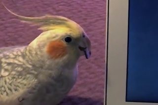 Papagáj, čo spieva ako vyzváňací tón, reaguje na svoje virálne video: Jeho reakcia vás dostane!