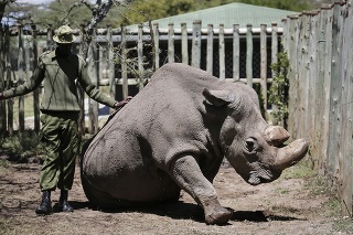 Uhynul posledný samec nosorožca tuponosého severného.