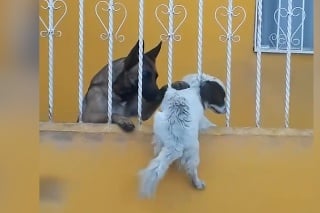 V núdzi spoznáš priateľa: Malý psík si zasekol hlavu v plote. Sledujte, čo urobil vlčiak