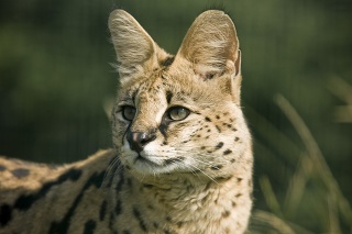 A Serval wildcat.
