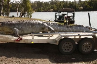 Zabitý krokodíl mal vyše piatich metrov.