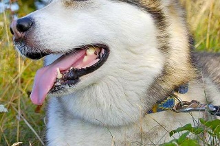 Aljašský malamut, ktorého ukradli v Prešovskom kraji a vyškvarili na masť.