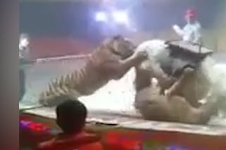 Desivé predstavenie v cirkuse: Tiger s levom napadli a dohrýzli koňa!
