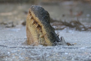 Nezvyčajné počasie v Amerike: Aligátorom v ľade zamŕzajú hlavy! Prežijú to?