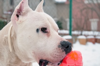 Dogo Argentino and his toy ball