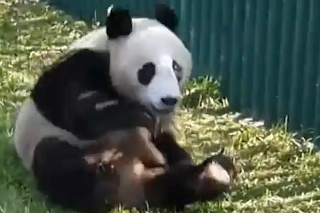 Panda gymnastka: Neuveríte, čo všetko táto guľka chlpov dokáže!