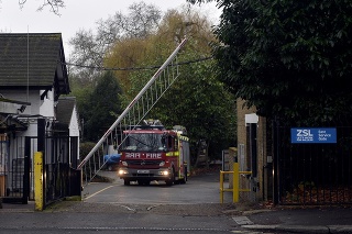 Pri požiari v londýnskej zoo zasahovalo viac ako 70 hasičov.