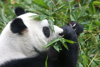 V Číne uhynula najstaršia panda chovaná v zajatí (ilustračné foto).