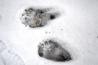 Množstvo medvedích stôp objavili rybári v snehu pri Žiarskom rybníku.