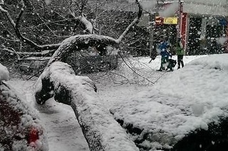 Na Jesenského ulici v Bratislave spadol strom na cestu strom.