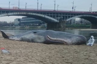 Obyvateľov hlavného mesta šokoval pohľad na mŕtvu veľryba.