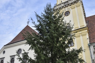 V Bratislave už stojí vianočný stromček. 