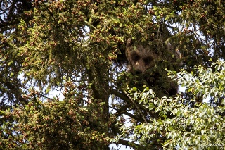 Medvedica spôsobila v máji v Starom Smokovci rozruch.