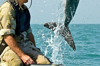 Americké námorníctvo trénuje delfíny už od 60. rokov minulého storočia.