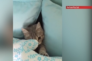 Vynaliezavosť tohto mačiatka vás prekvapí: Neuveríte, kde sa schováva pred majiteľkou!