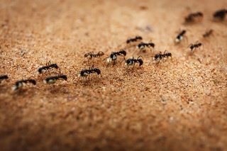 Mravce (Ilustračné foto).