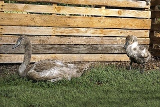 Oproti svojim rovesníkom je zranená labuť (vpravo) kvôli nedostatku prijímania potravy menšia.