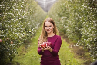 V týchto dňoch sa na Slovensku začal zber jabĺk.