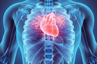 3D illustration of Heart - Part of Human Organic.