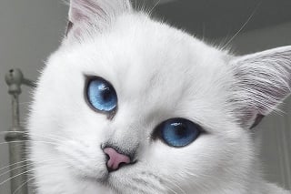 Mačka má na instagrame viac ako 300-tisíc fanúšikov.
