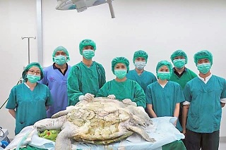 Lekári s korytnačkou. 