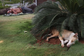 Túlavý pes a Ind ležia v tieni kríka počas extrémnych horúčav v indickom Hyderabáde.