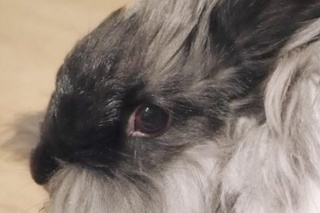 Homey je zajačik, s ktorým si majiteľka môže aj zatancovať.